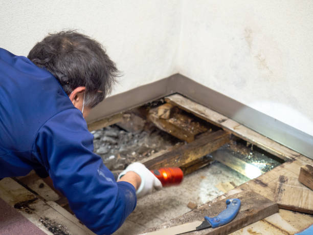 Professional Mold Remediation in Panther Valley, NJ