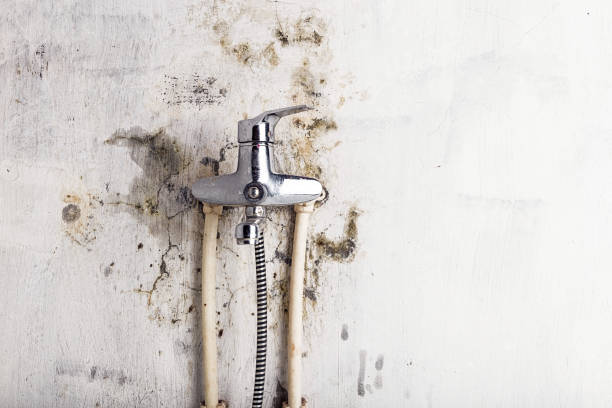 Best Post-Flood Mold Remediation in Panther Valley, NJ