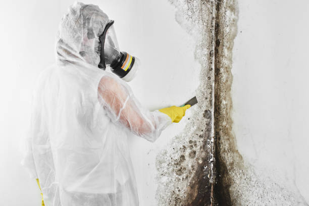 Best Residential Mold Remediation in Panther Valley, NJ