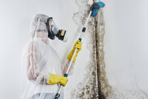 Best Bathroom Mold Remediation in Panther Valley, NJ