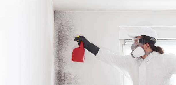 Best Attic Mold Remediation in Panther Valley, NJ