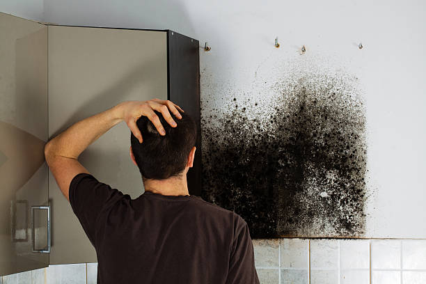 Best Preventive Mold Services in Panther Valley, NJ