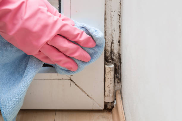 Best DIY Mold Remediation Support Services in Panther Valley, NJ