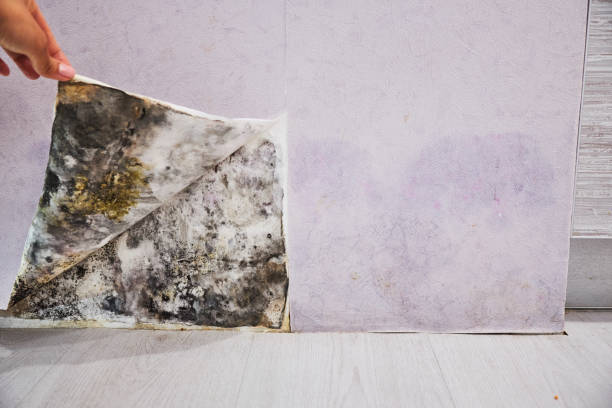 Best Health and Safety Mold Remediation in Panther Valley, NJ